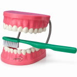 Tooth Hygiene Set model and dental care model with brush